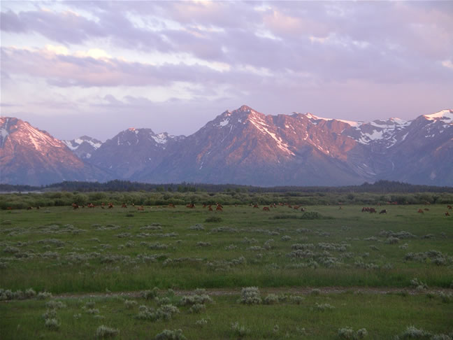 images/A- Mule deers enjoying the morning time. (2).jpg